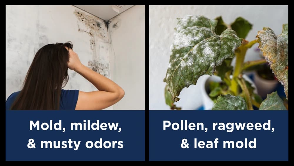 Mold, mild, & musty odors. Pollen. ragweed, & leaf mold.